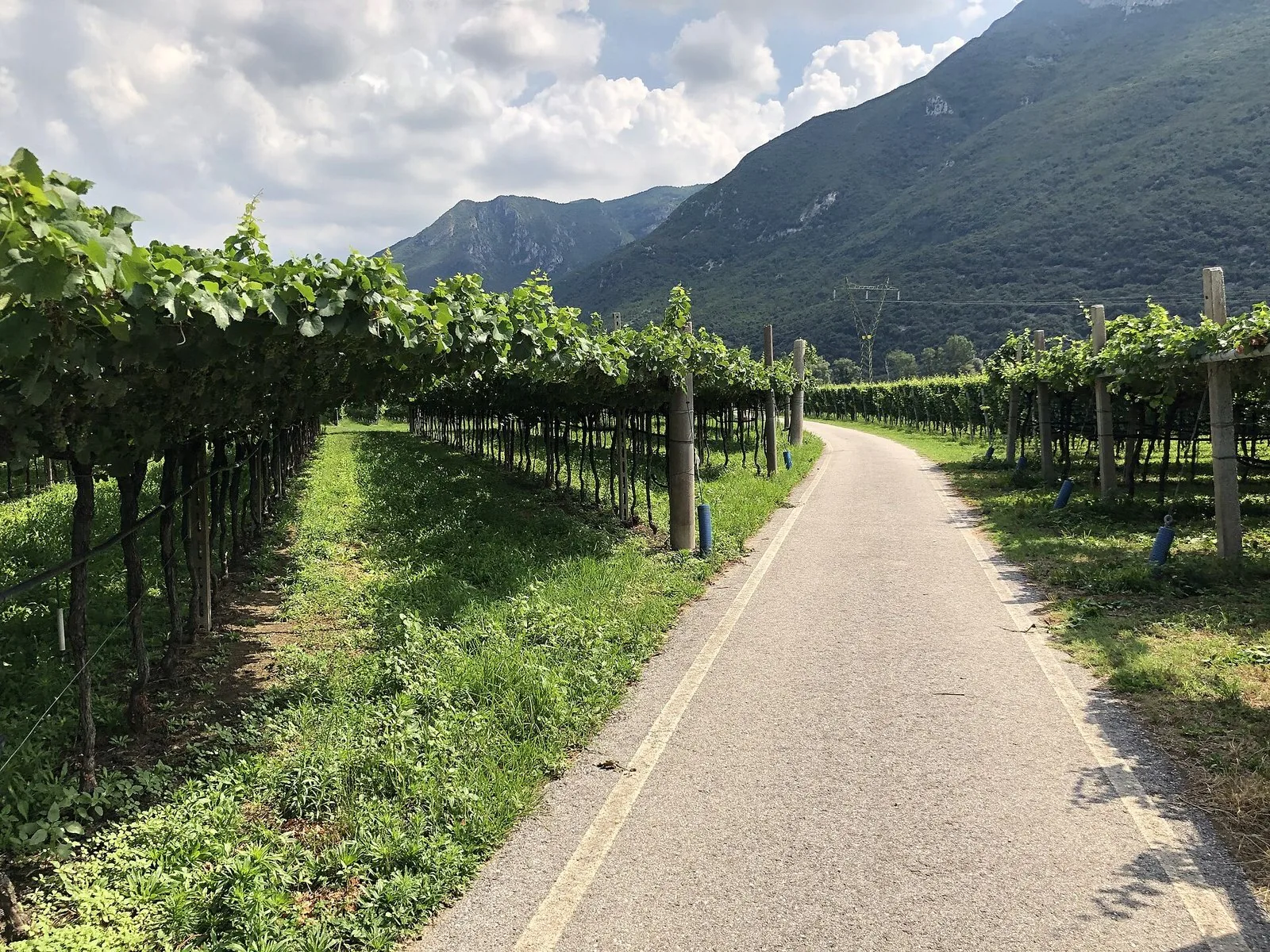 La pista ciclabile della Valle dell'Adige che corre tra i vigneti tra Zuane e Dolcè, ai piedi delle montagne