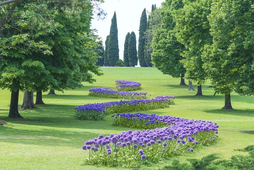 Le grandi fioriture di allium viola che serpeggiano sui prati del Parco Giardino Sigurtà a Valeggio sul Mincio