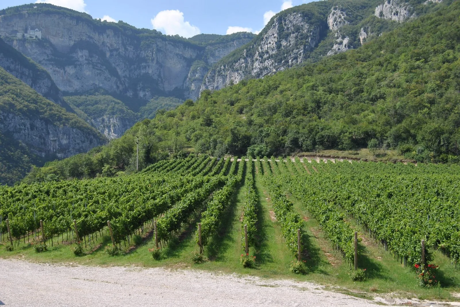Filari di vigneti nella Valle dell'Adige, ai piedi delle pareti rocciose che chiudono la valle
