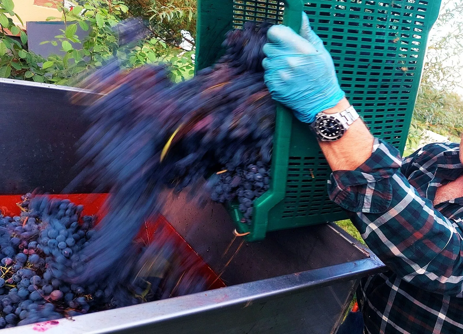 Cassetta di uva rossa appena raccolta rovesciata nel rimorchio durante la vendemmia